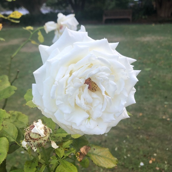 Meet your Posher, Eryn - Picture 1 of 1